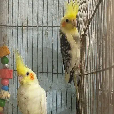 عروس هلندی مولد|پرنده|شهریار, کهنز|دیوار