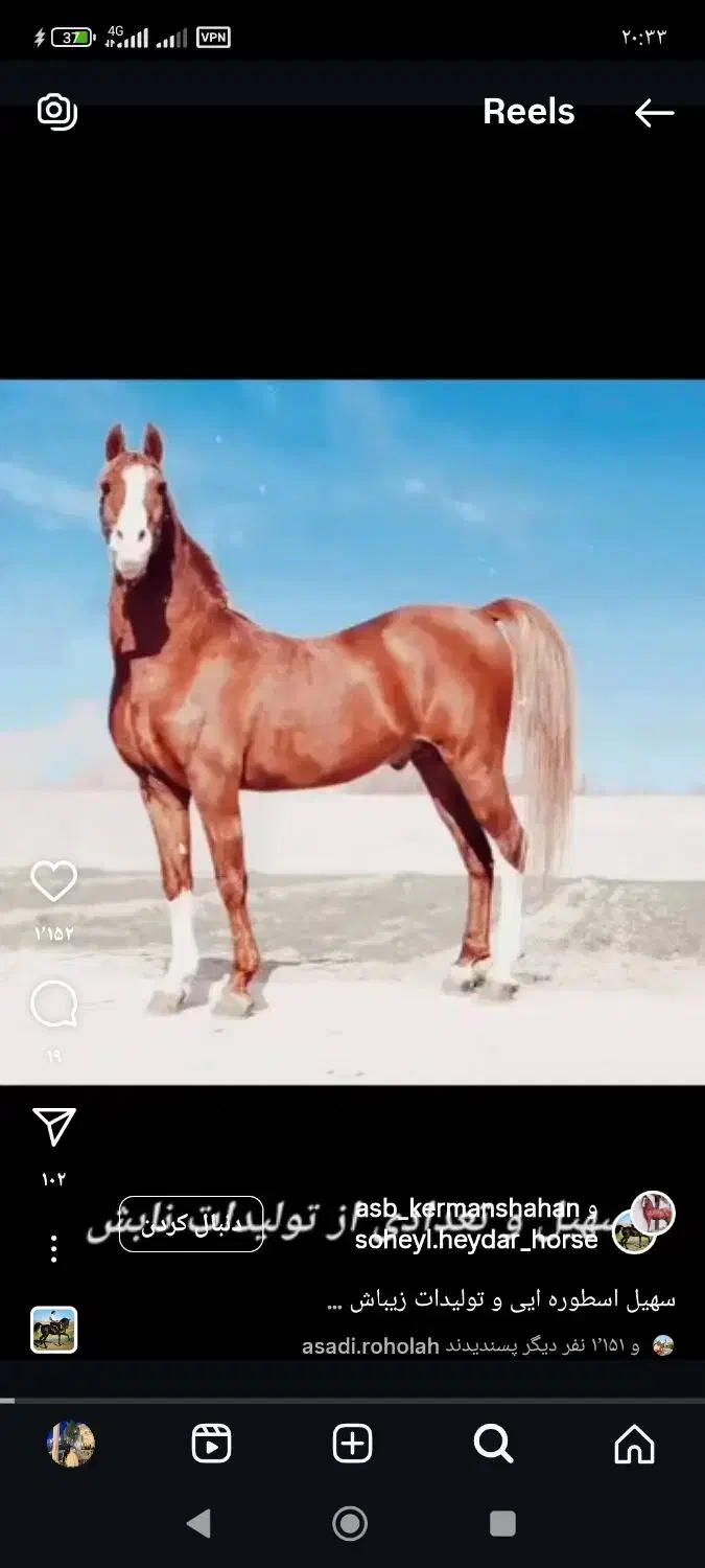 کره نریون سهیل حیدر|اسب و تجهیزات اسب‌سواری|فلاورجان, |دیوار