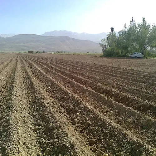۶۲۰۰ متر زمین کشاورزی روستای رستم اباد ورامین|فروش زمین و ملک کلنگی|ورامین, ورامین|دیوار