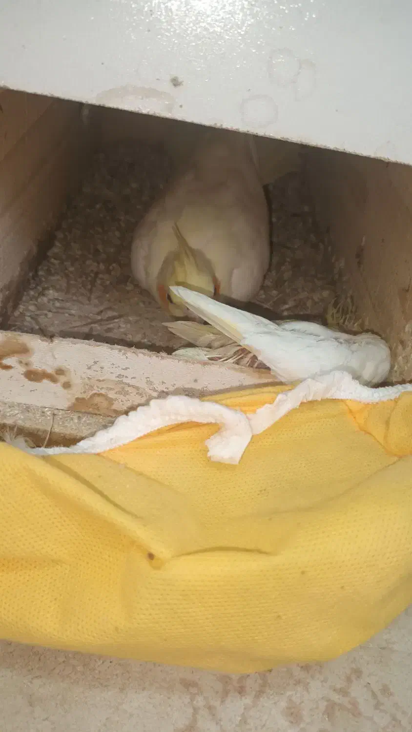 عروس لوتینو مولد تخم گذار|پرنده|قائم‌شهر, |دیوار