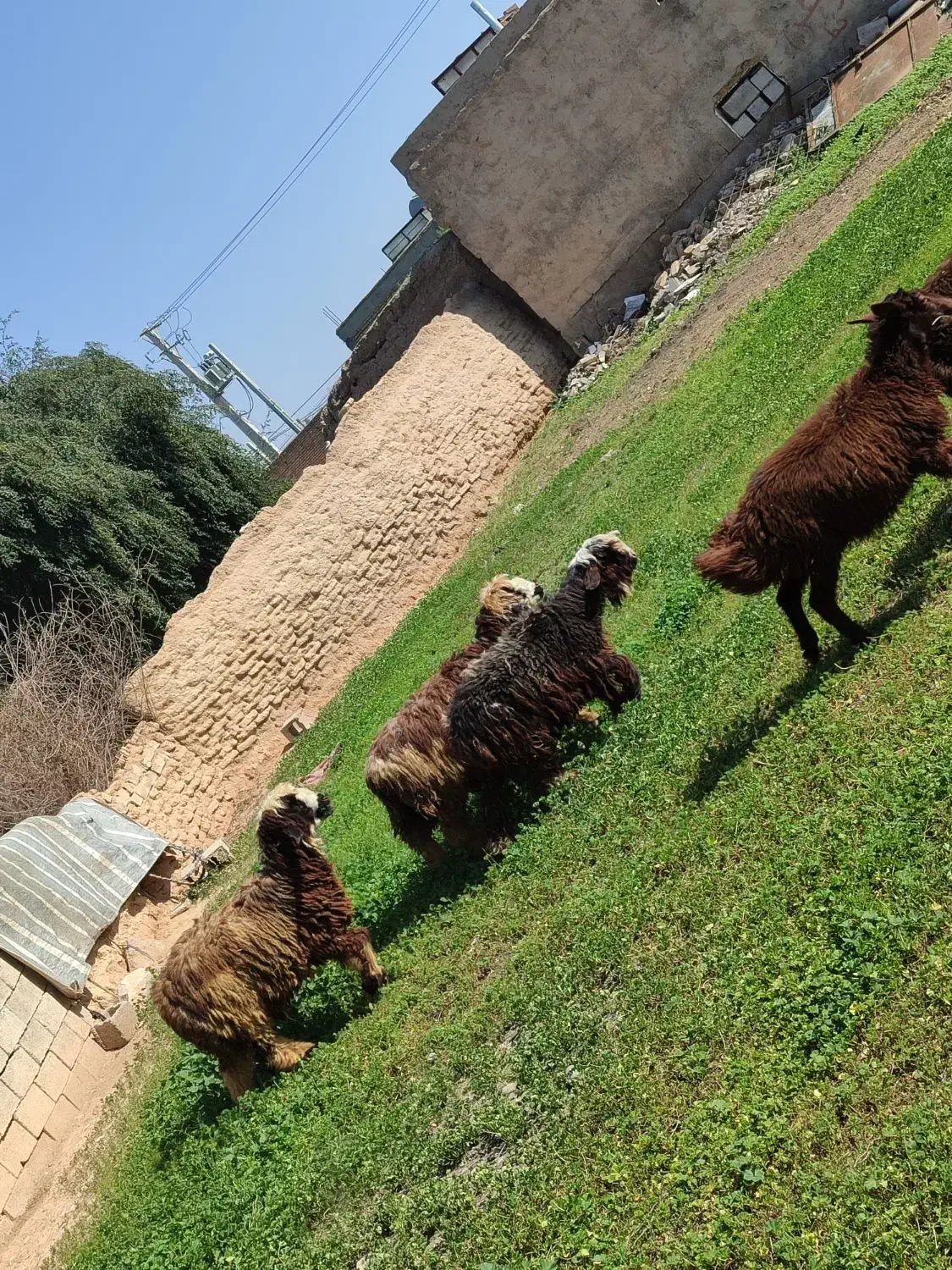 ۶عددبره|حیوانات مزرعه|گتوند, |دیوار