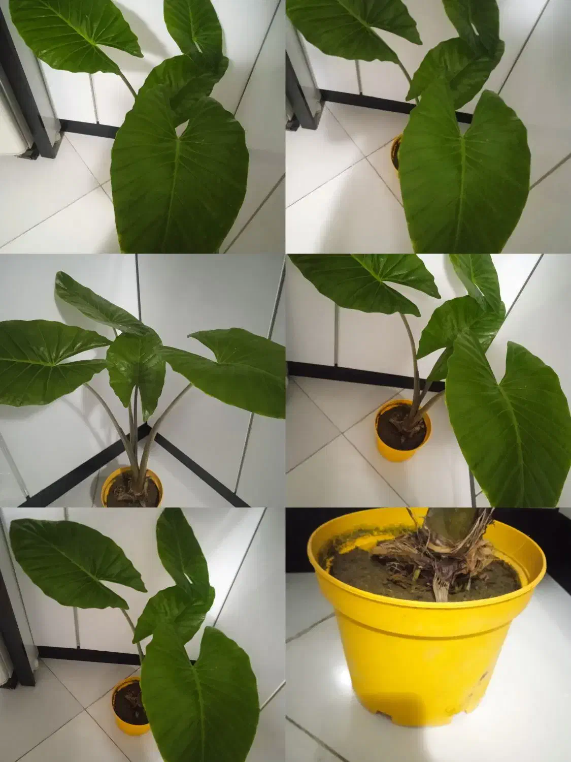 گل بامبو کلکسیونی|کلکسیون اشیاء عتیقه|بروجرد, |دیوار