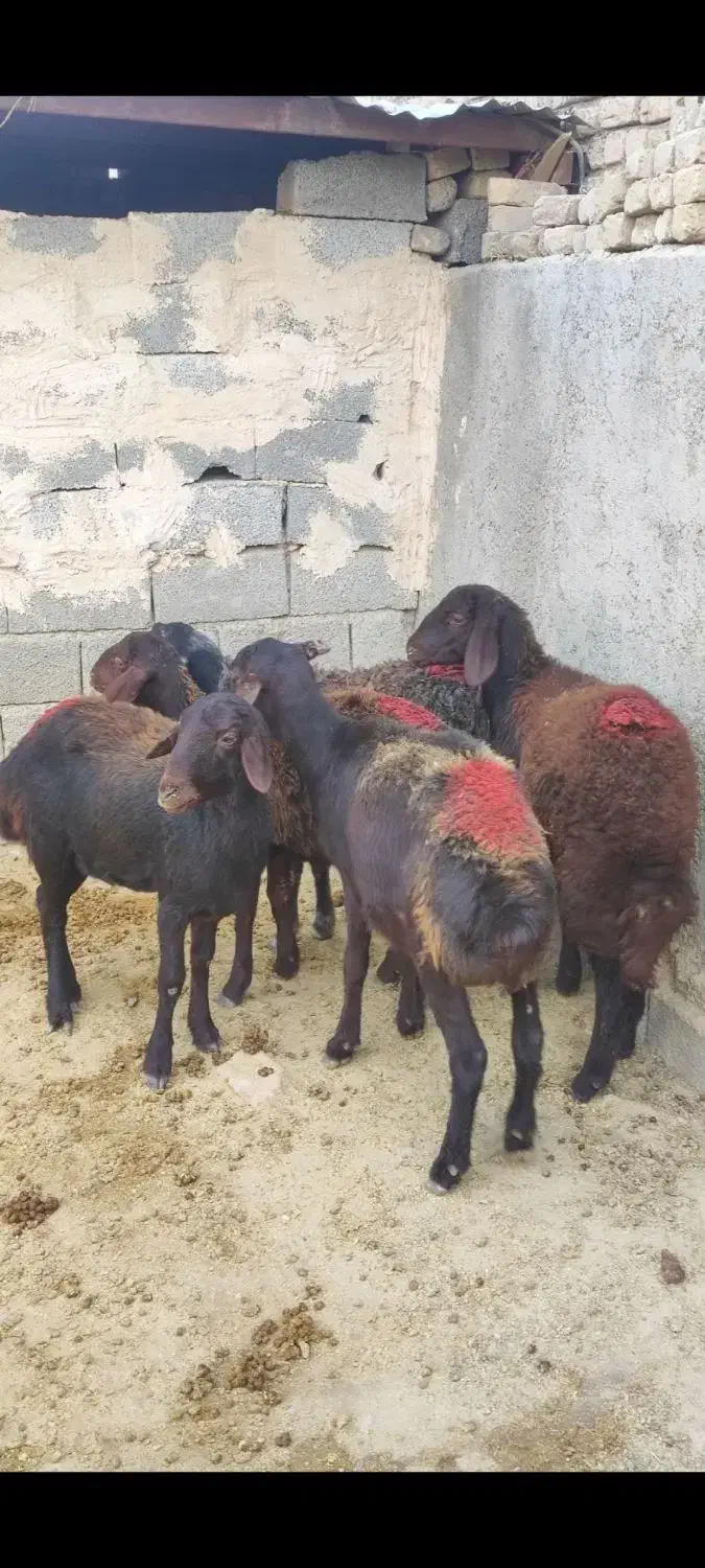 بره ماده افشاری|حیوانات مزرعه|محمدیه-قزوین, |دیوار