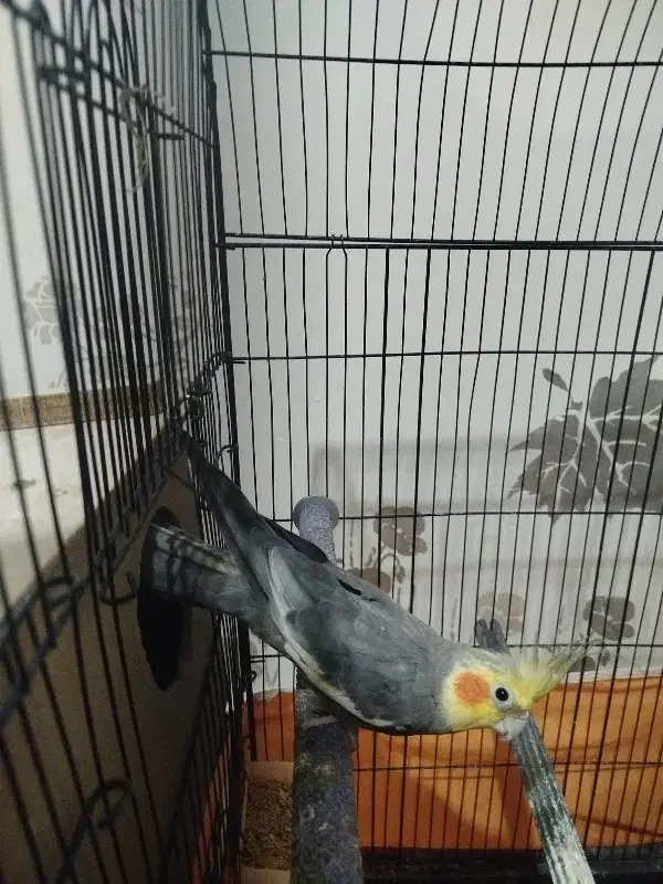 عروس هلندی|پرنده|معصومیه, |دیوار