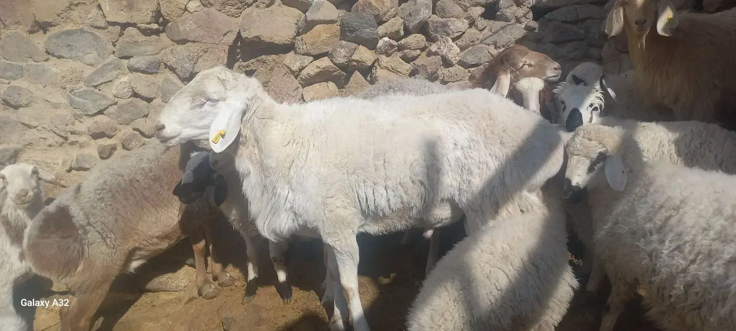 یه راس شیشک|حیوانات مزرعه|مود, |دیوار