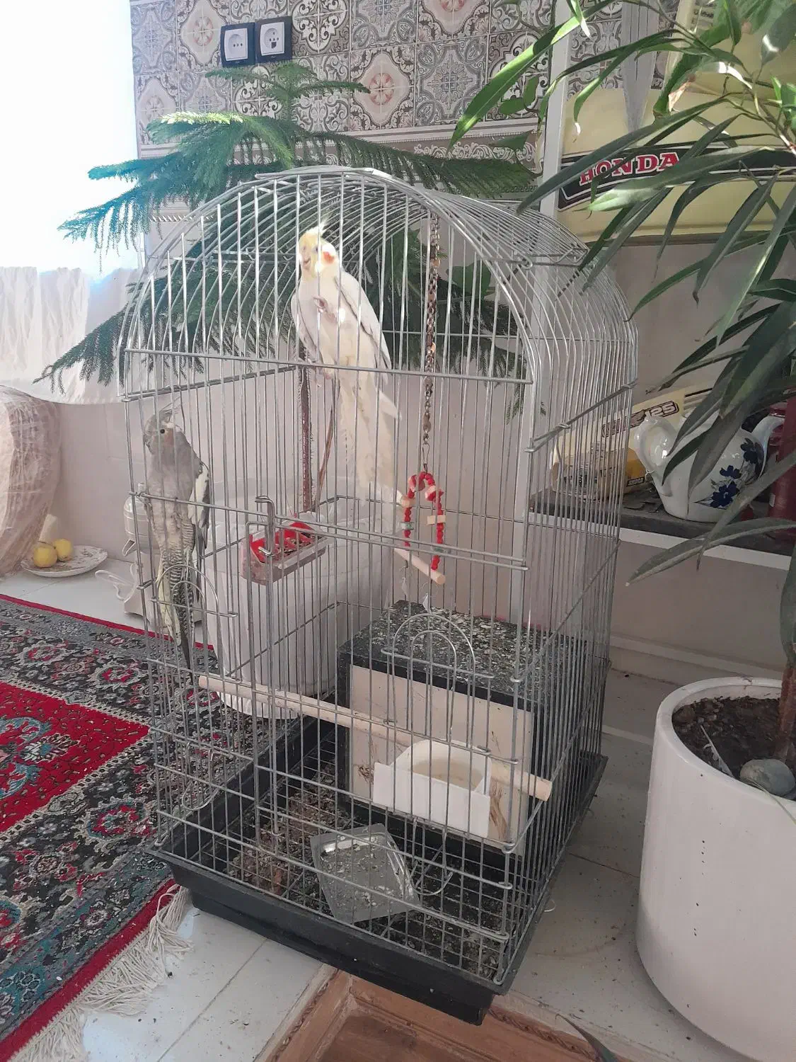 یک جفت عروس هلندی|پرنده|مراغه, |دیوار