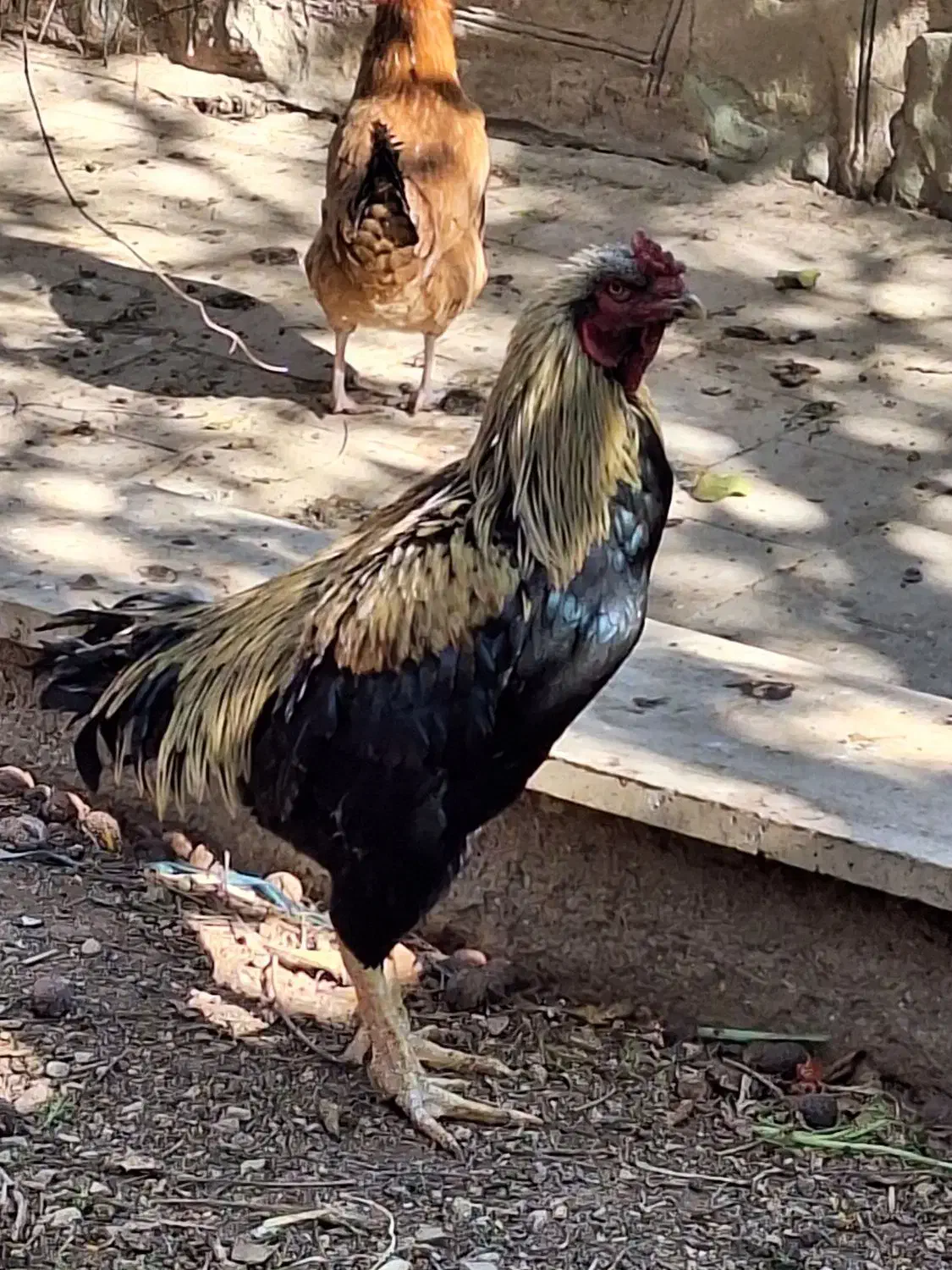 مرغ وخروس|حیوانات مزرعه|پردیس, شهرک صنعتی خرمدشت فاز ۷|دیوار