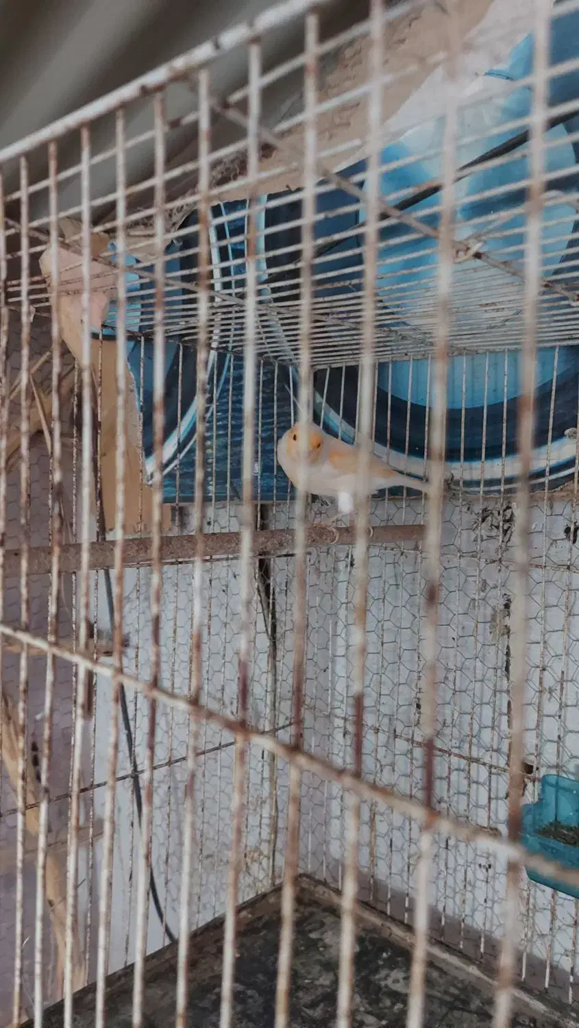 فروش قناری موزایکی|پرنده|آمل, |دیوار