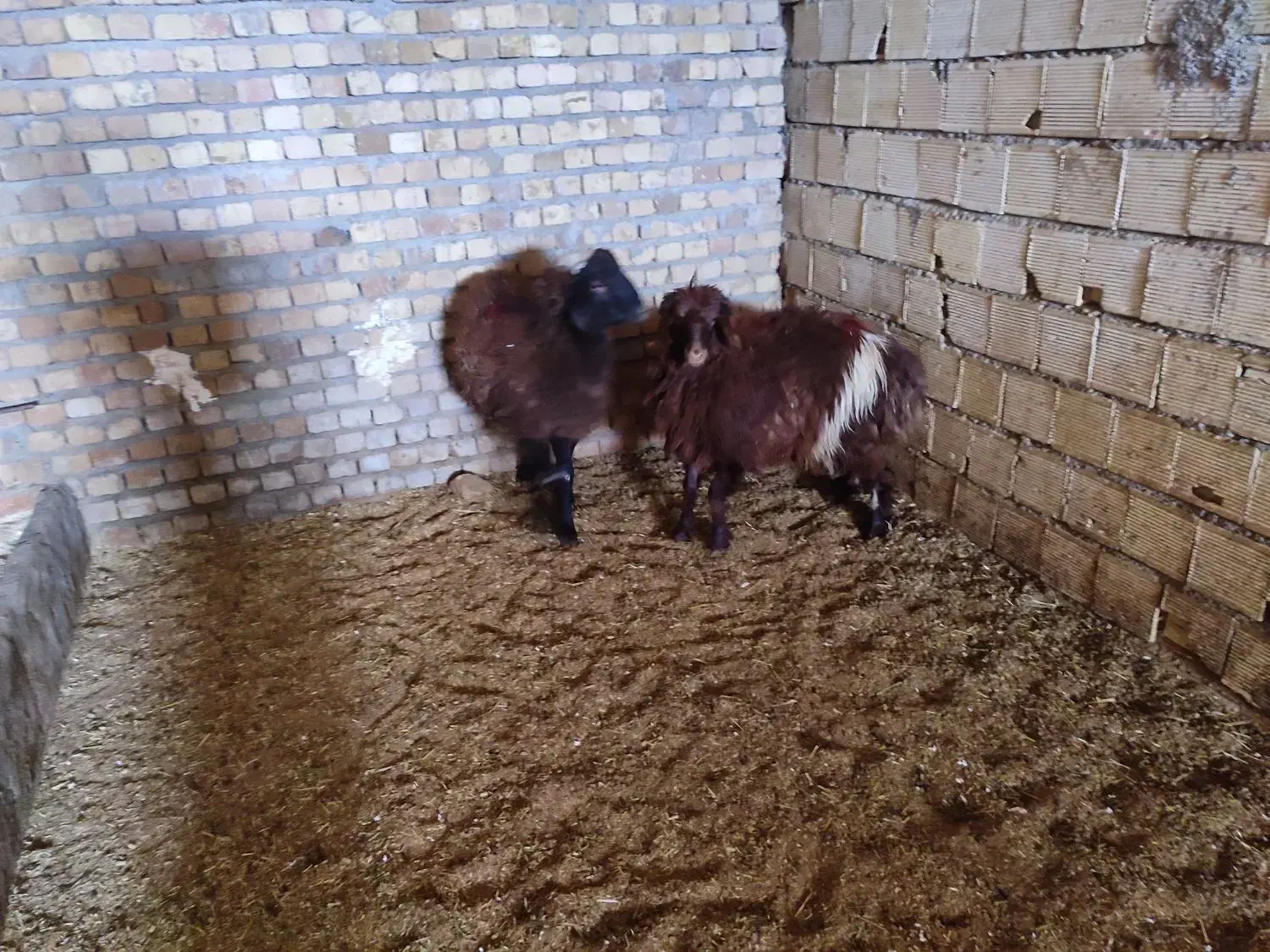 بره پروار|حیوانات مزرعه|زاغه, |دیوار