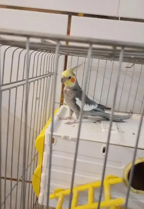 عروس هلندی|پرنده|شهرضا, |دیوار