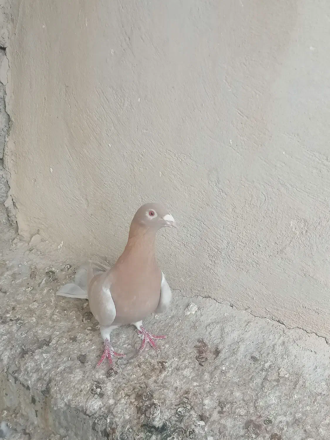 کبوتر|پرنده|برازجان, |دیوار