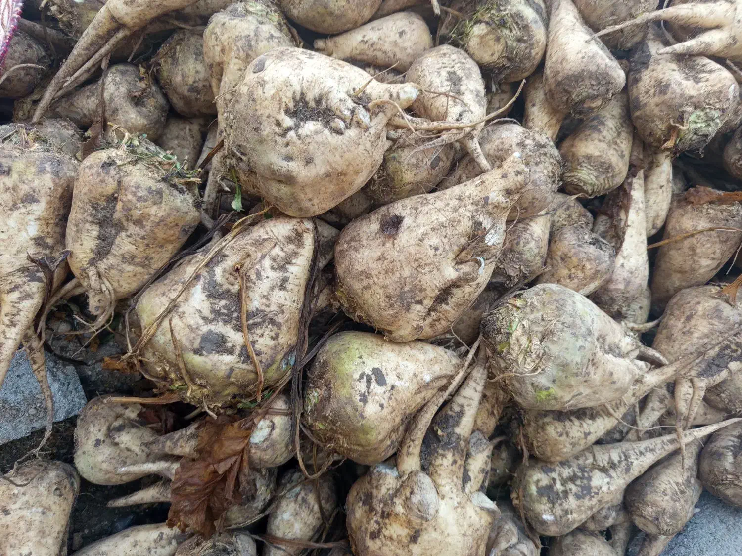 چغندر قند|عمده‌فروشی|میاندوآب, |دیوار