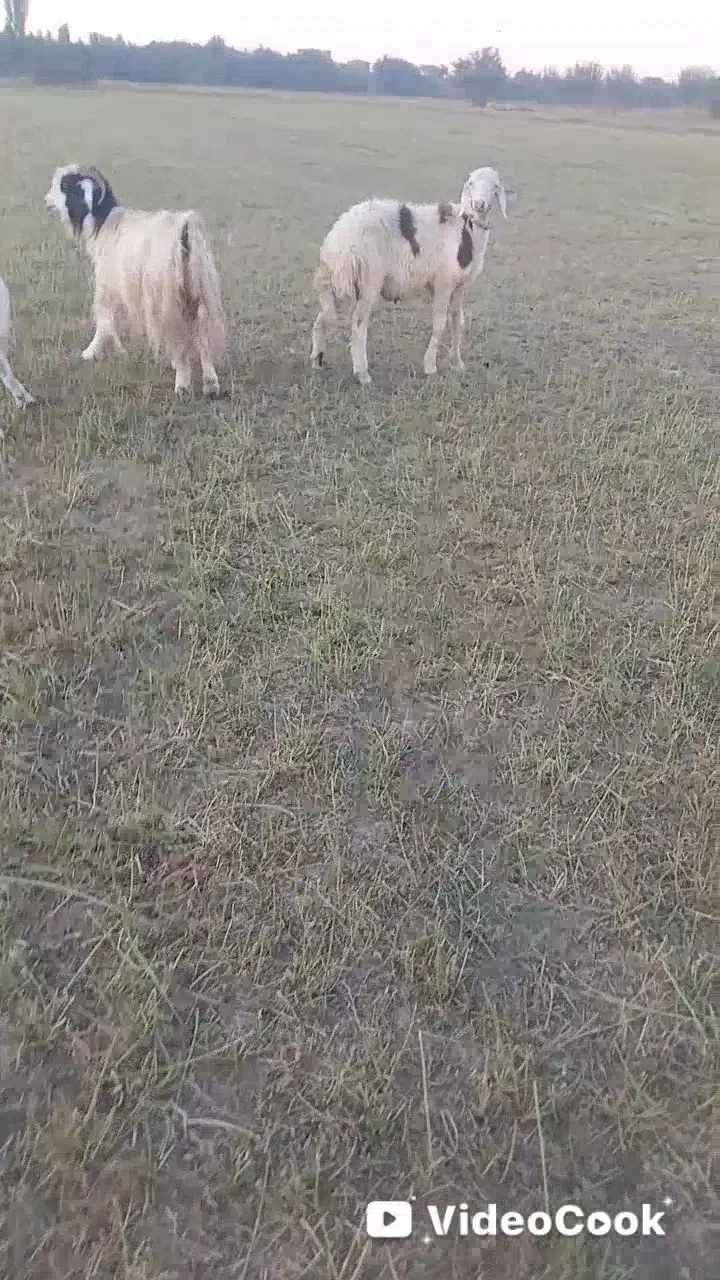 قوچ بره میش پلنگی بز|حیوانات مزرعه|تربتحیدریه, اندیشه|دیوار