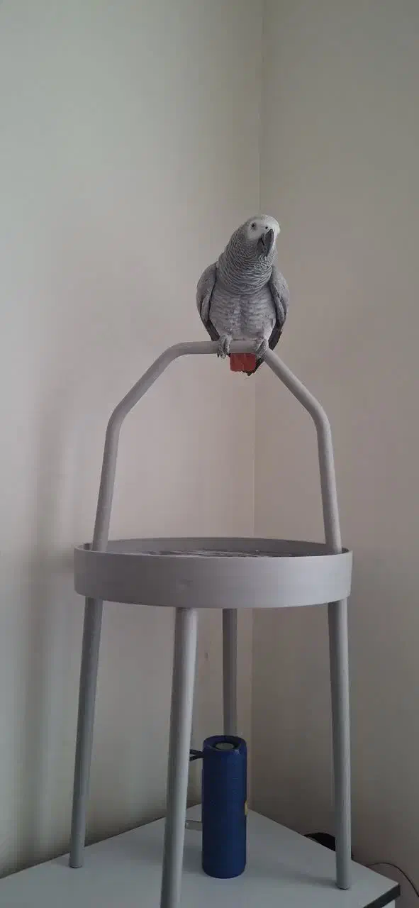 پایه پرنده/ استند پرنده/|لوازم جانبی حیوانات|تهران, گلستان (شهرک راه آهن)|دیوار