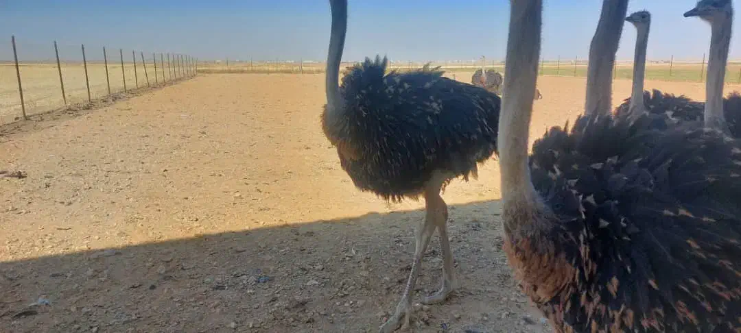 شتر مرغ پرواری+۷۰|حیوانات مزرعه|اسلامشهر, شهرک امام حسین (میان آباد)|دیوار