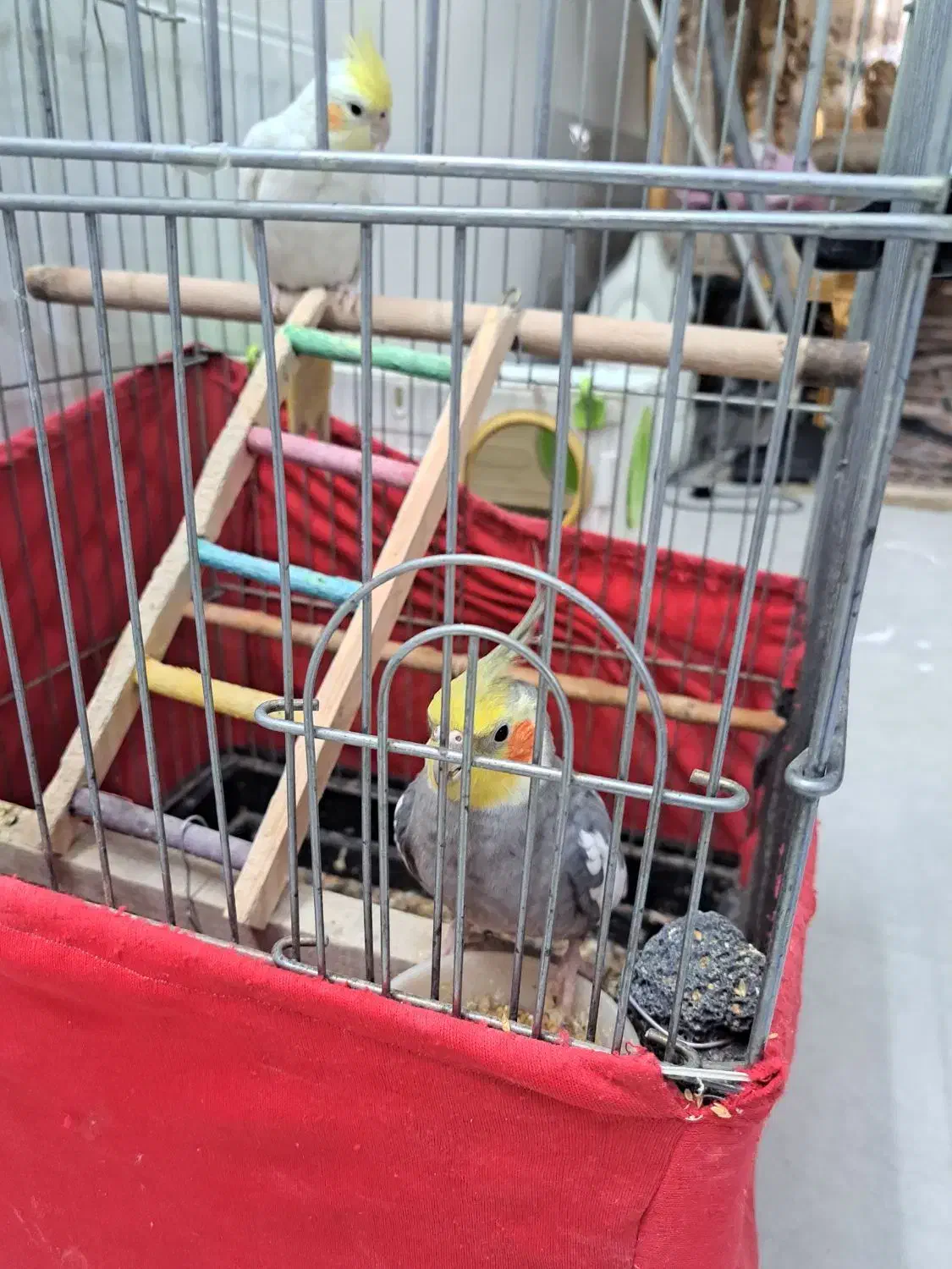 عروس هلندی|پرنده|رباطکریم, شهرک صنعتی دهحسن|دیوار