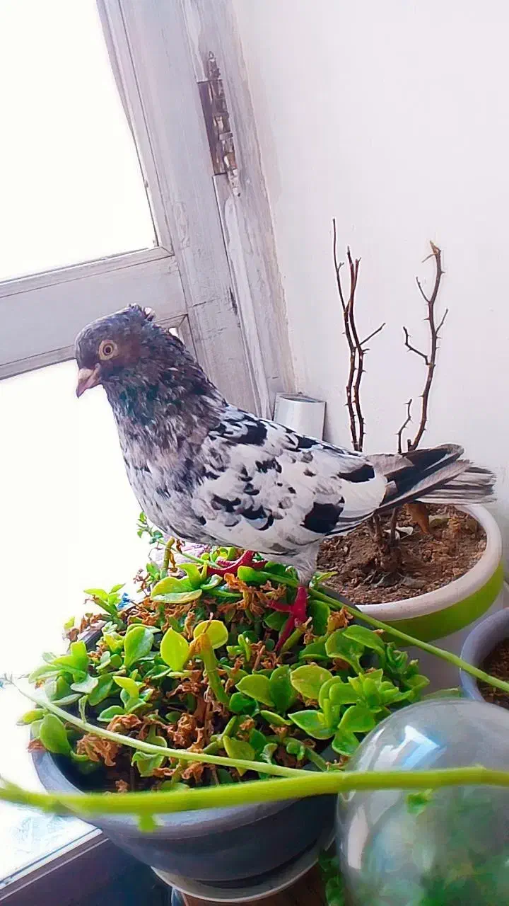 چهار عدد سینه سار زرد  میزون|پرنده|مشهد, شهید آوینی|دیوار