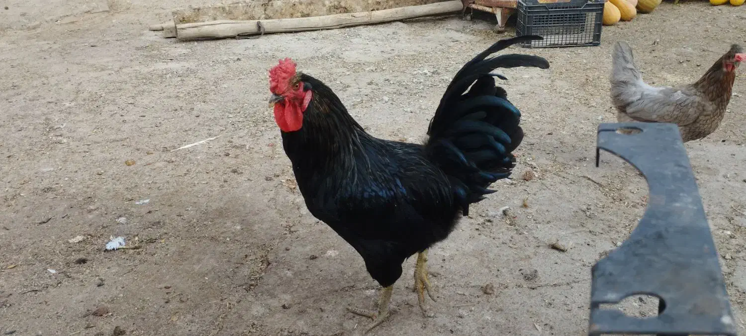 خروس سیاه و درشت|حیوانات مزرعه|ساوه, |دیوار