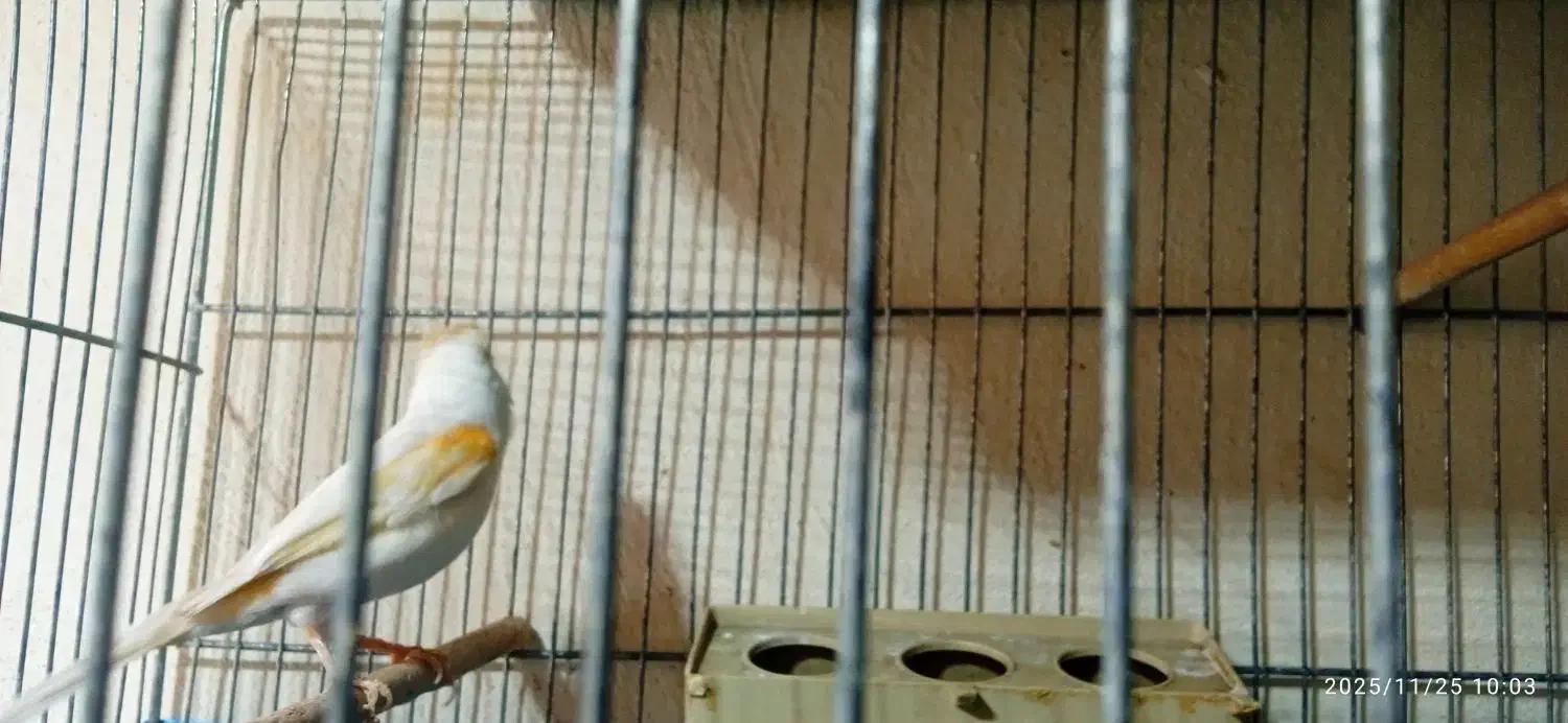 قناری ماده|پرنده|پلدختر, |دیوار