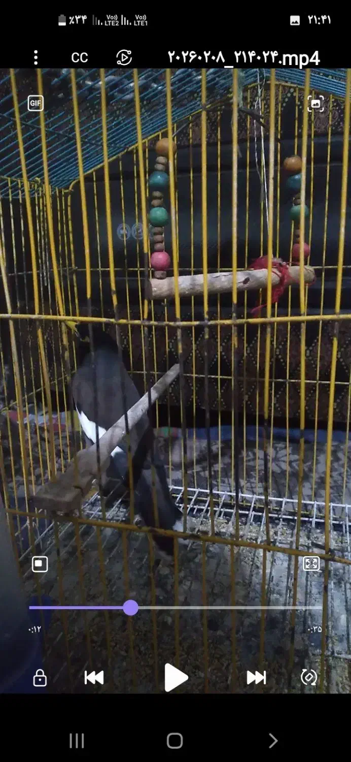 مینا|پرنده|تایباد, |دیوار