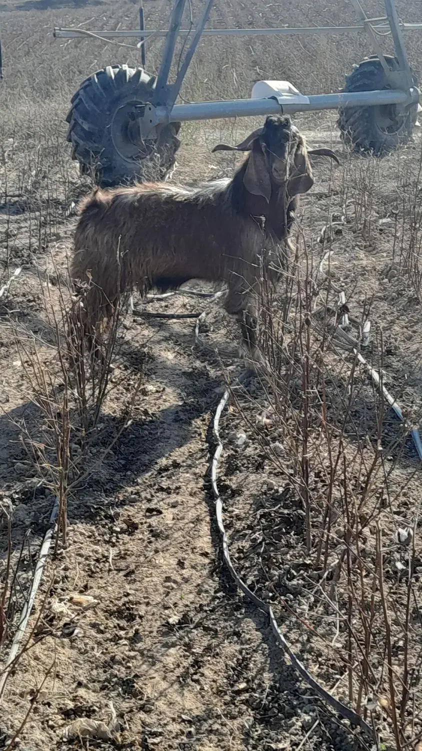 بز‌نر‌دامازدخ|حیوانات مزرعه|اصلاندوز, |دیوار