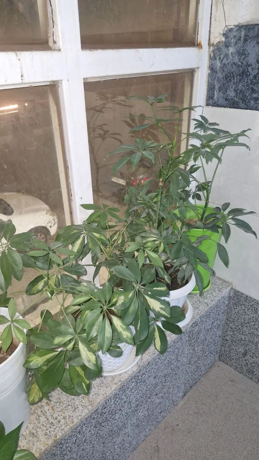 گل سرحال|گل و گیاه طبیعی|یاسوج, |دیوار