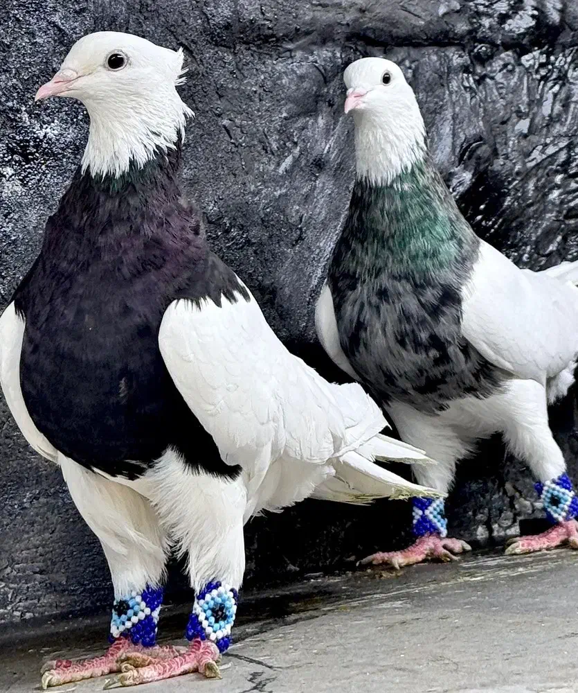 کبوتر طوقی|پرنده|مینودشت, |دیوار