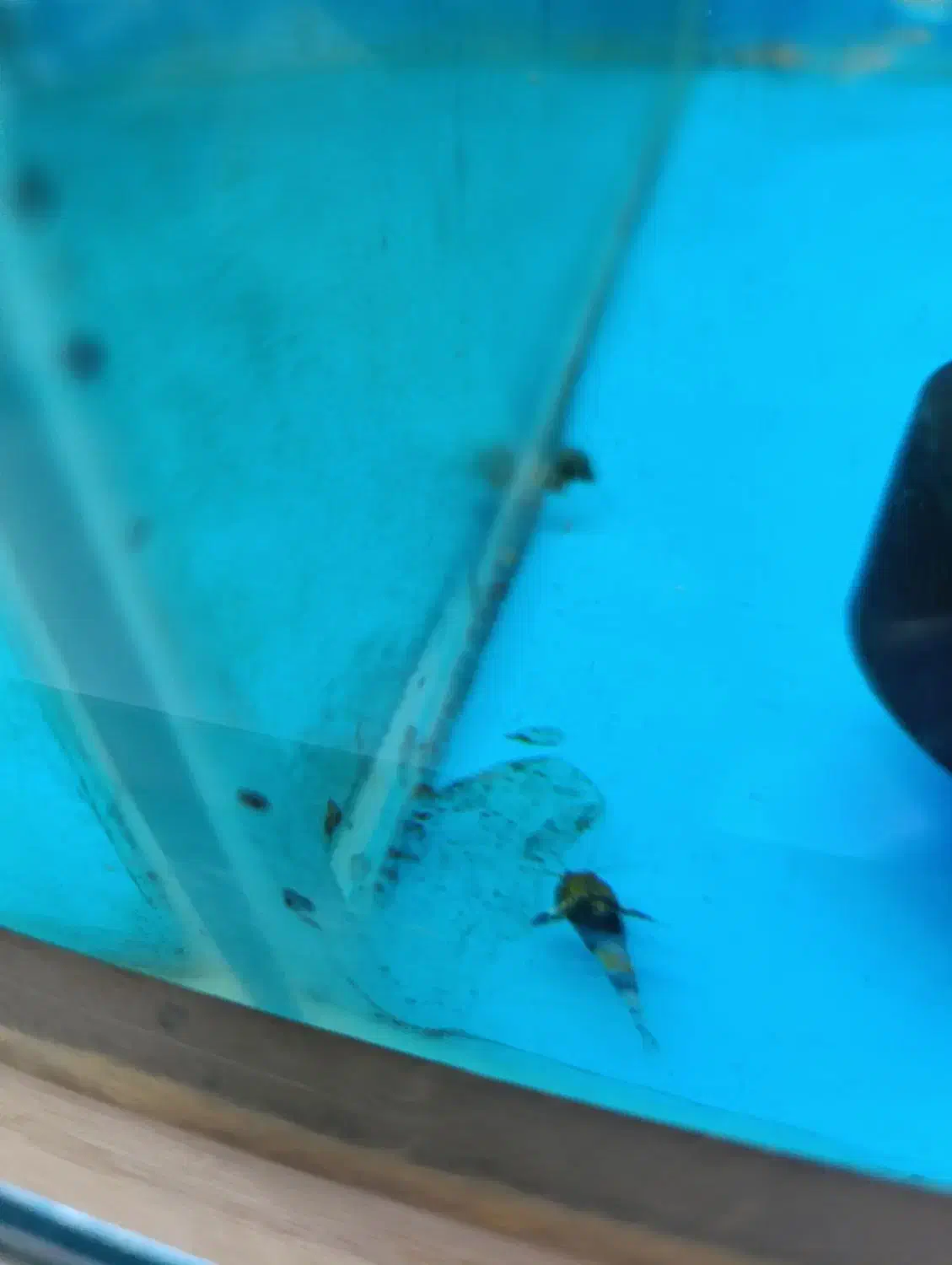 کت اکاسیس یه کت محبوب|ماهی|کرج, عظیمیه|دیوار