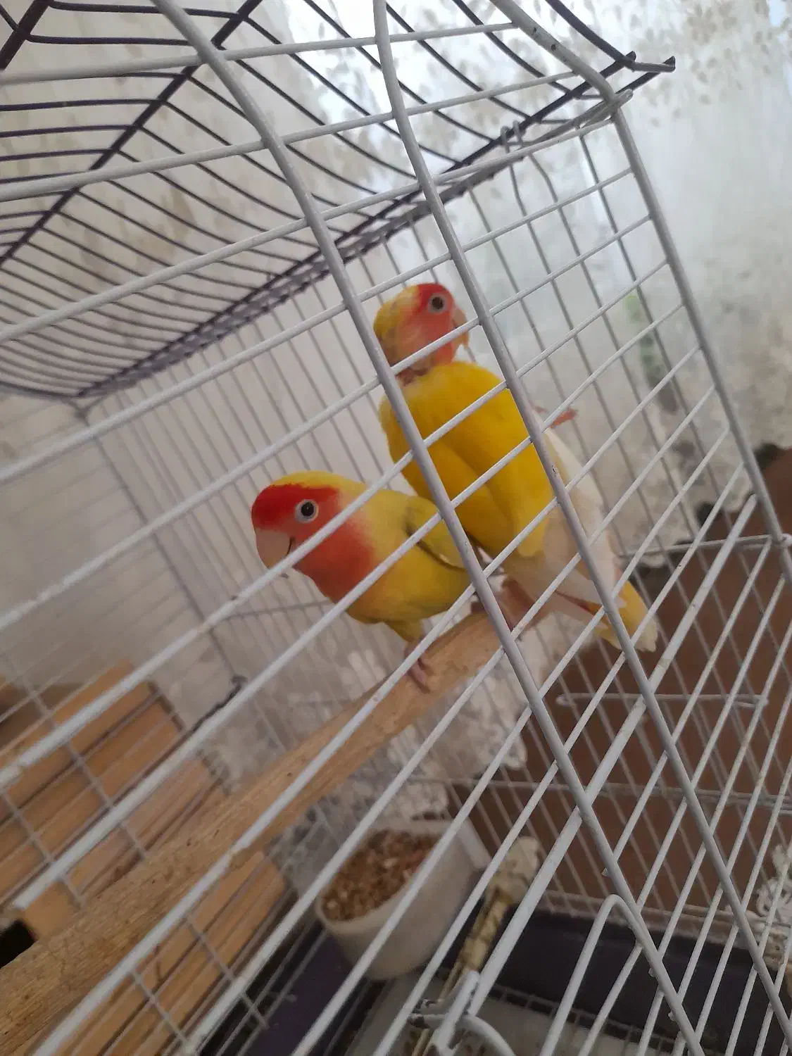 طوطی برزیلی|پرنده|بکتاش, |دیوار