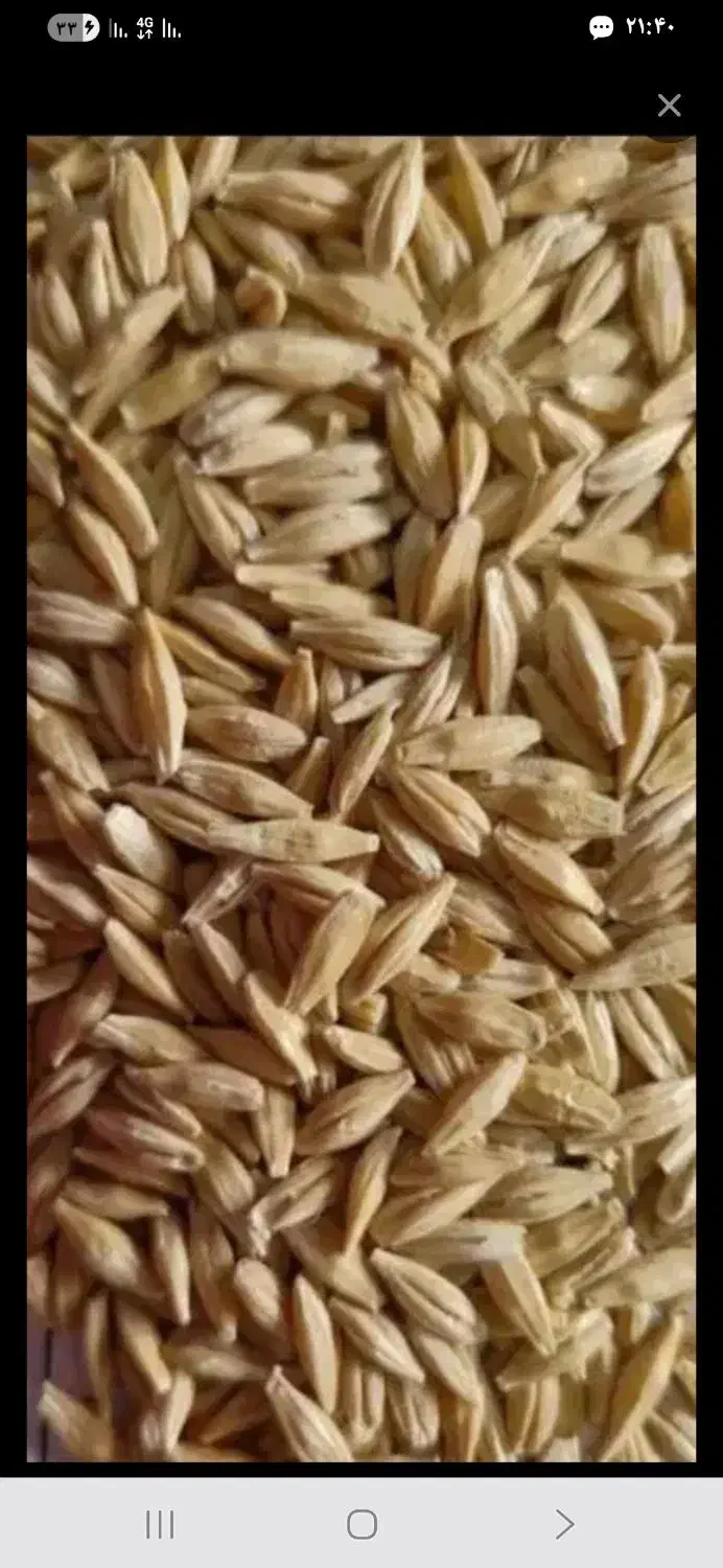 خریدار جو وگندم|خدمات باغبانی و درختکاری|قزوین, |دیوار