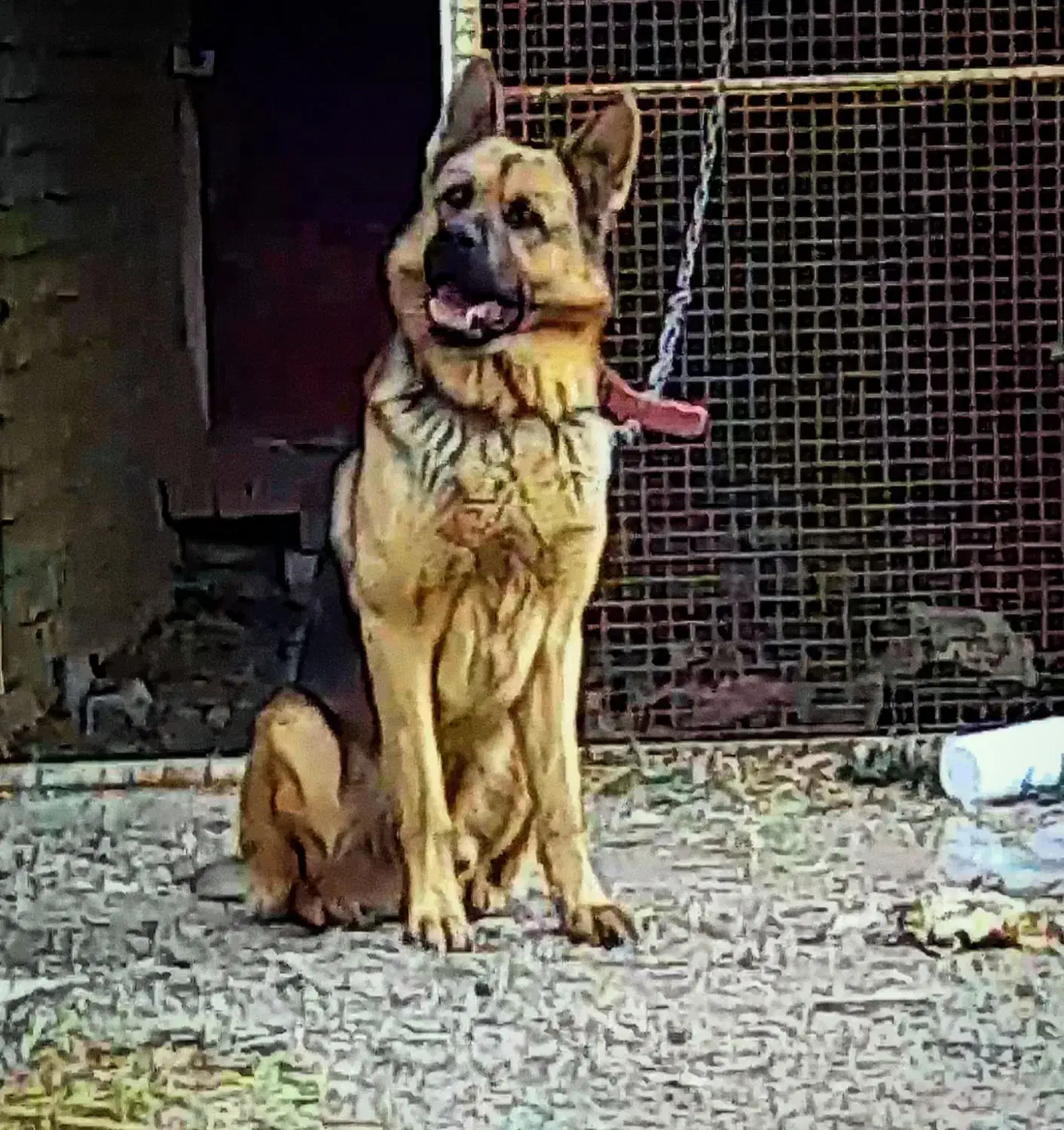 سگ ژرمن|سگ|مبارکه, |دیوار