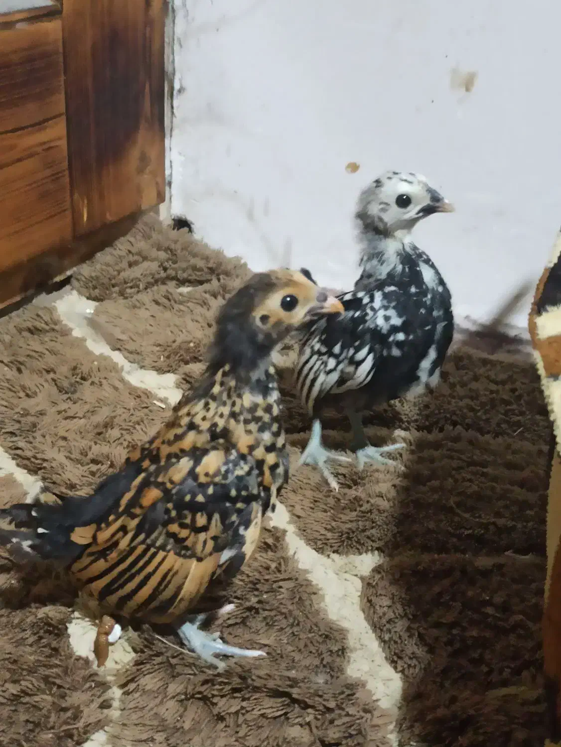 جوجه سبرایت|حیوانات مزرعه|تنکابن, |دیوار