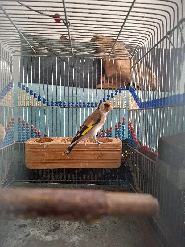 سهره ماده جوجه قفس معاوضه قناری|پرنده|شیراز, شهرک مدرس|دیوار