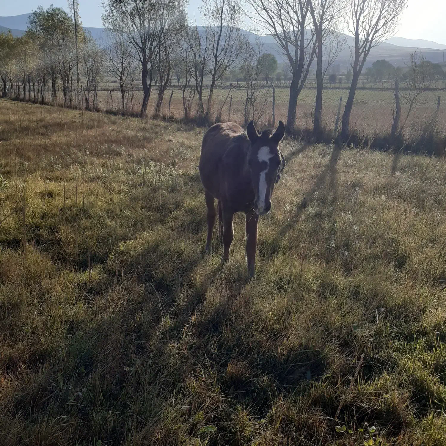 کره اسب ماده۶ماهه|اسب و تجهیزات اسب‌سواری|اردبیل, |دیوار