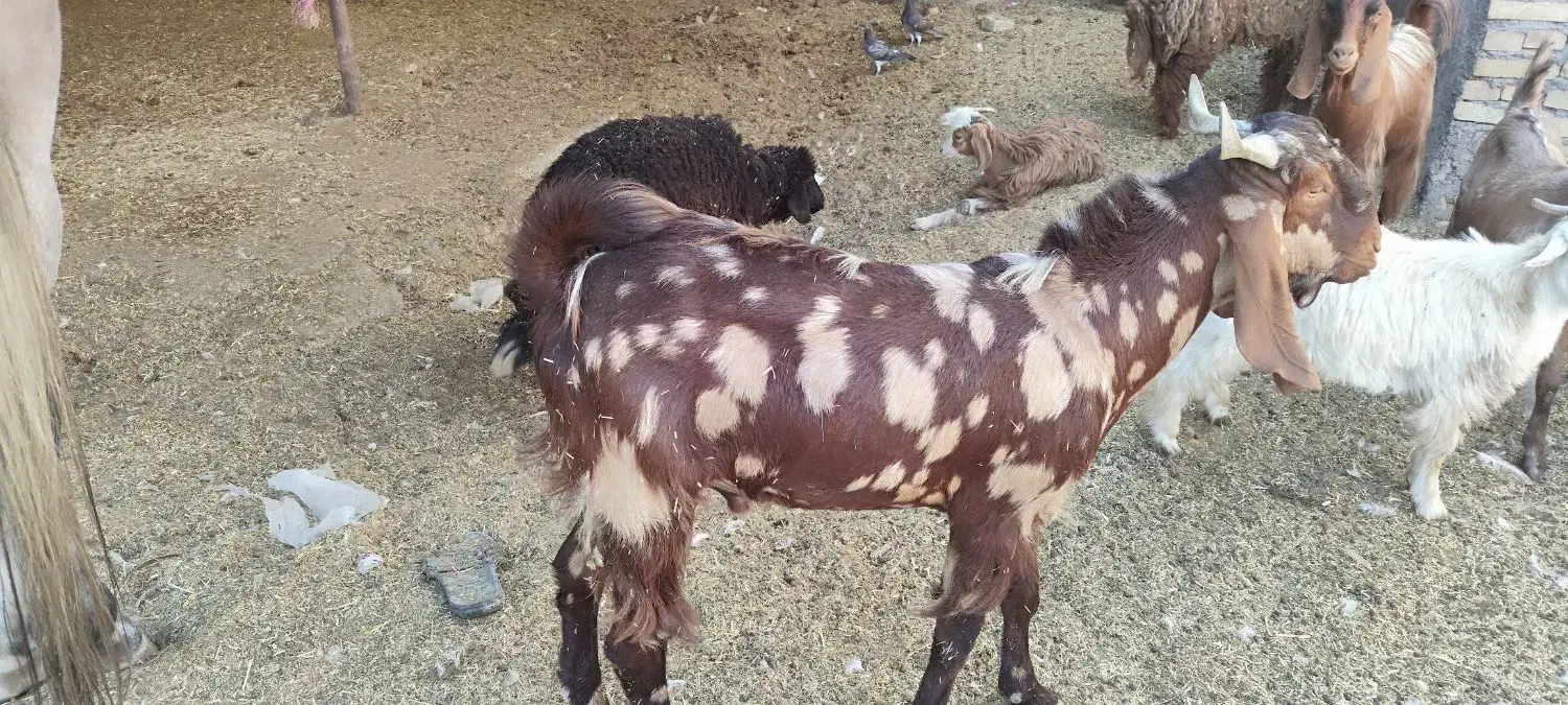 بز نر پلنگی|حیوانات مزرعه|باوی, |دیوار