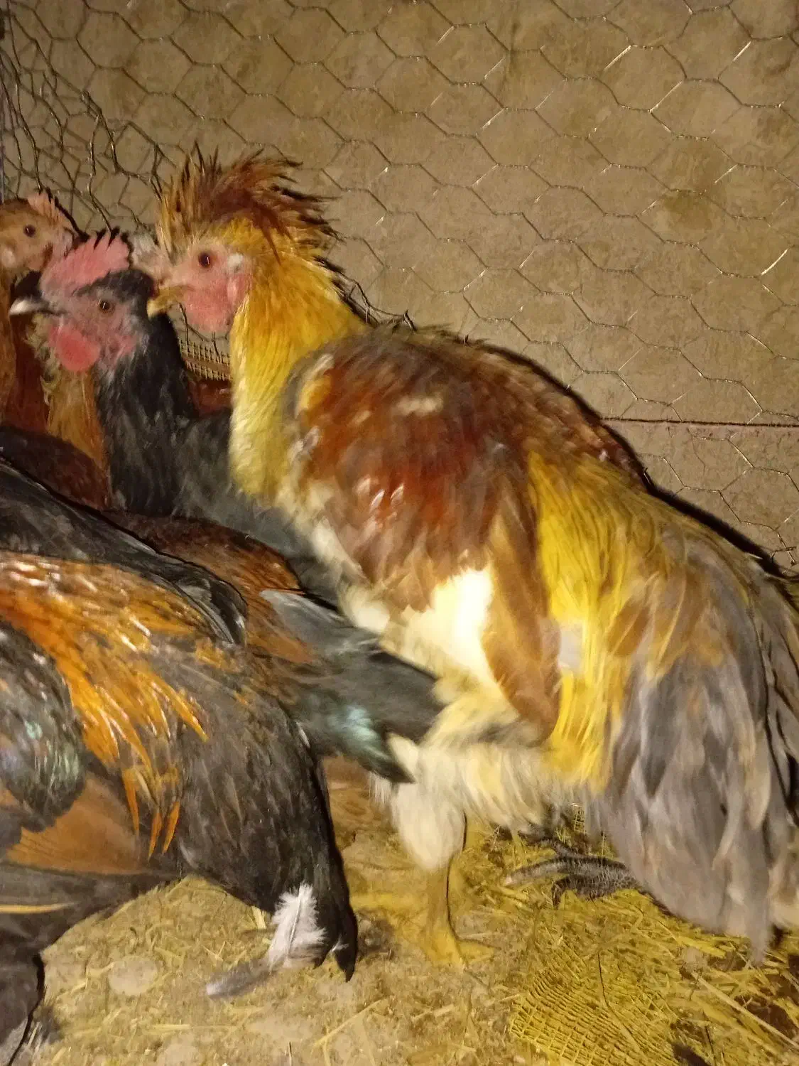 جوجه 5 ماهه|حیوانات مزرعه|رودشت (اصفهان), |دیوار