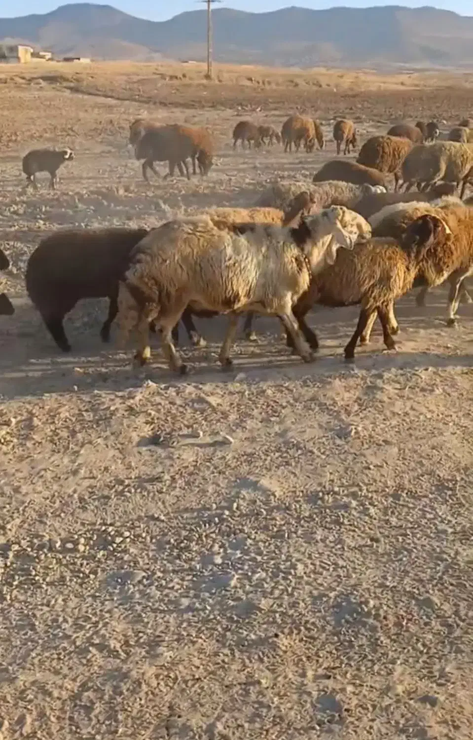 گوسفند|حیوانات مزرعه|فریدونشهر, |دیوار