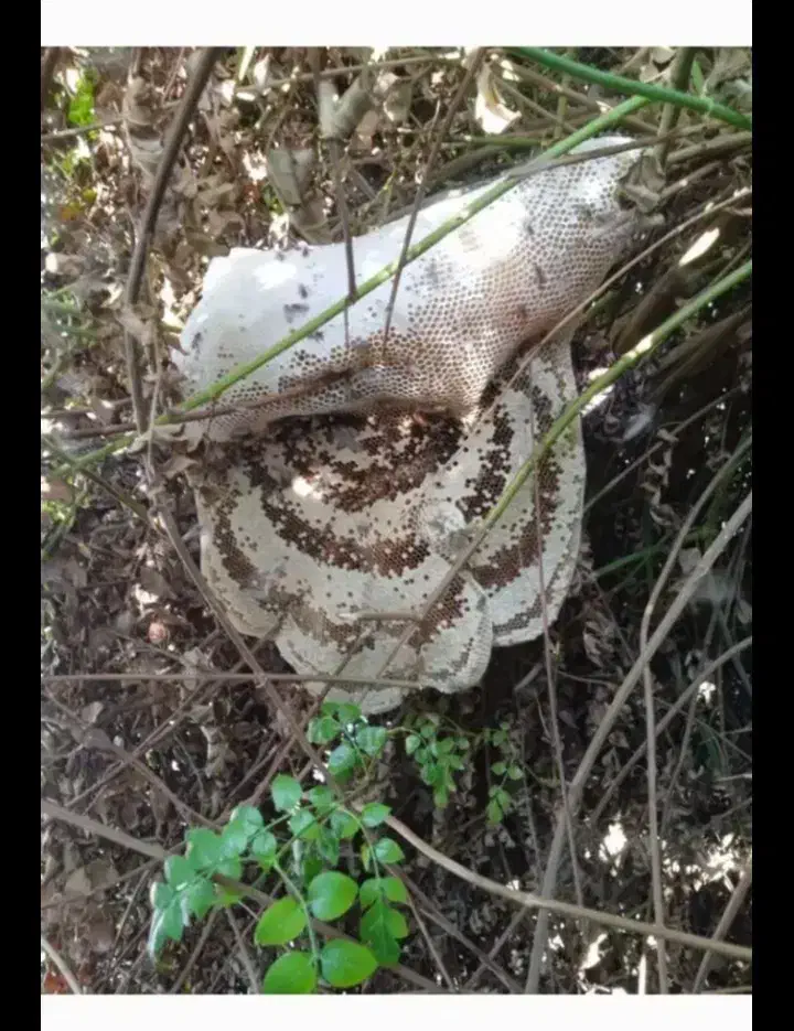 عسل کوهی|خوردنی و آشامیدنی|جم, |دیوار