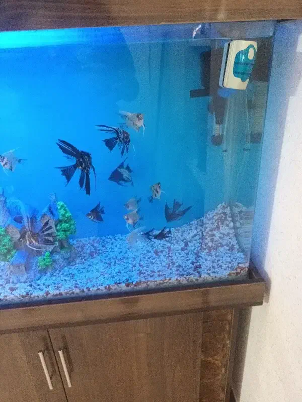 ماهی آنجل|ماهی|تهران, شهرک رضویه|دیوار