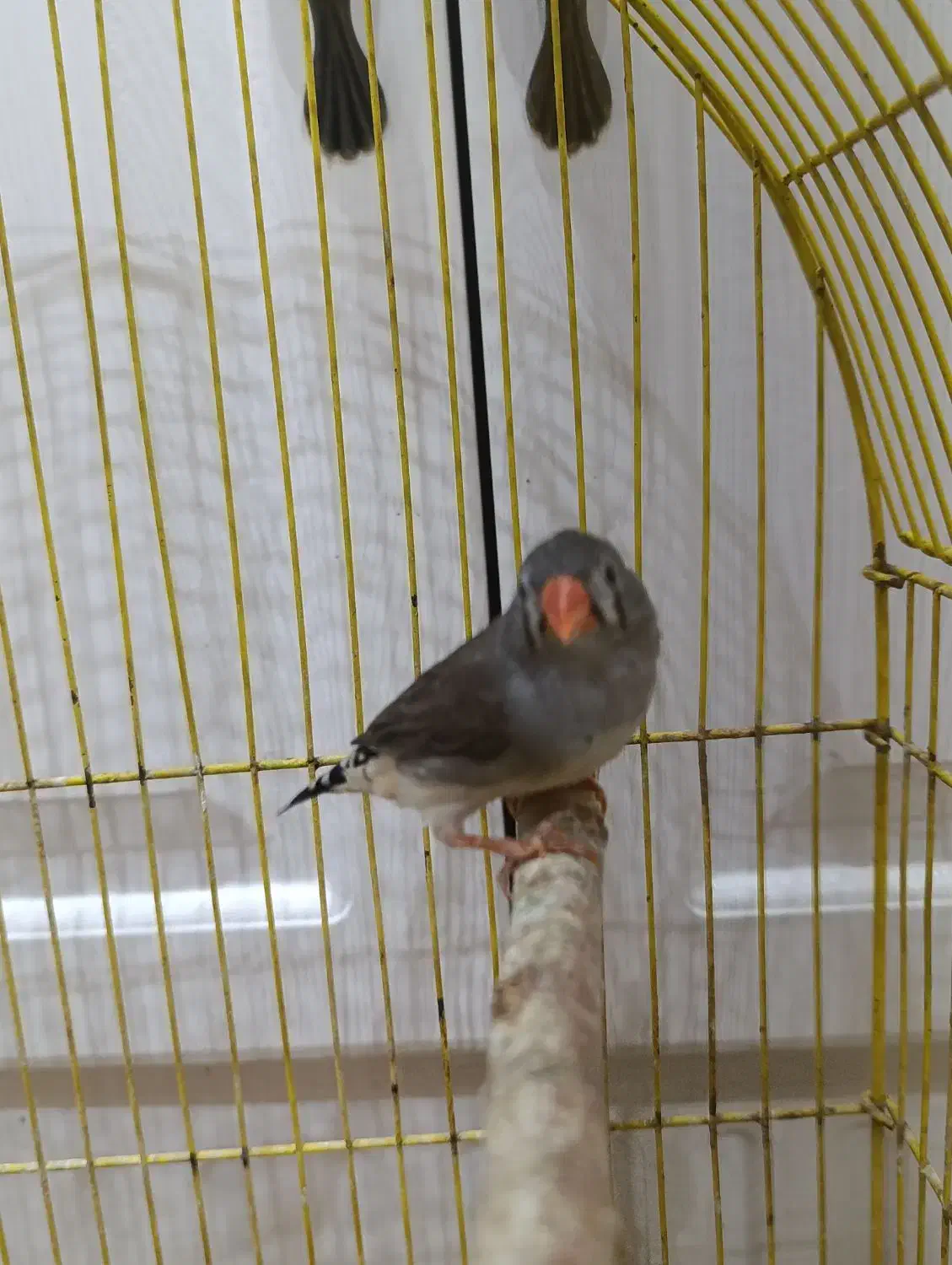 فنچ سیاه|پرنده|ری, دیلمان|دیوار