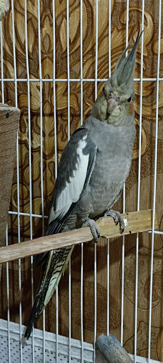 ی جفت عروس هلندی نر و ماده|پرنده|صباشهر, |دیوار