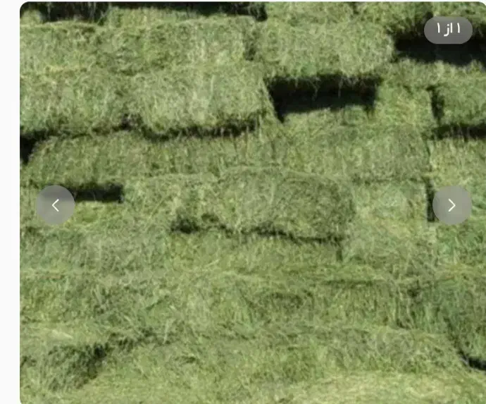 فروش یونجه|حراج|تاکستان, |دیوار