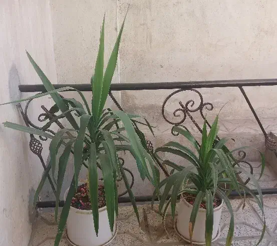 گل طبیعی یوکا و پاندانوس با گلدان سفالی دورطلایی|گل و گیاه طبیعی|نیشابور, ابراهیمی|دیوار