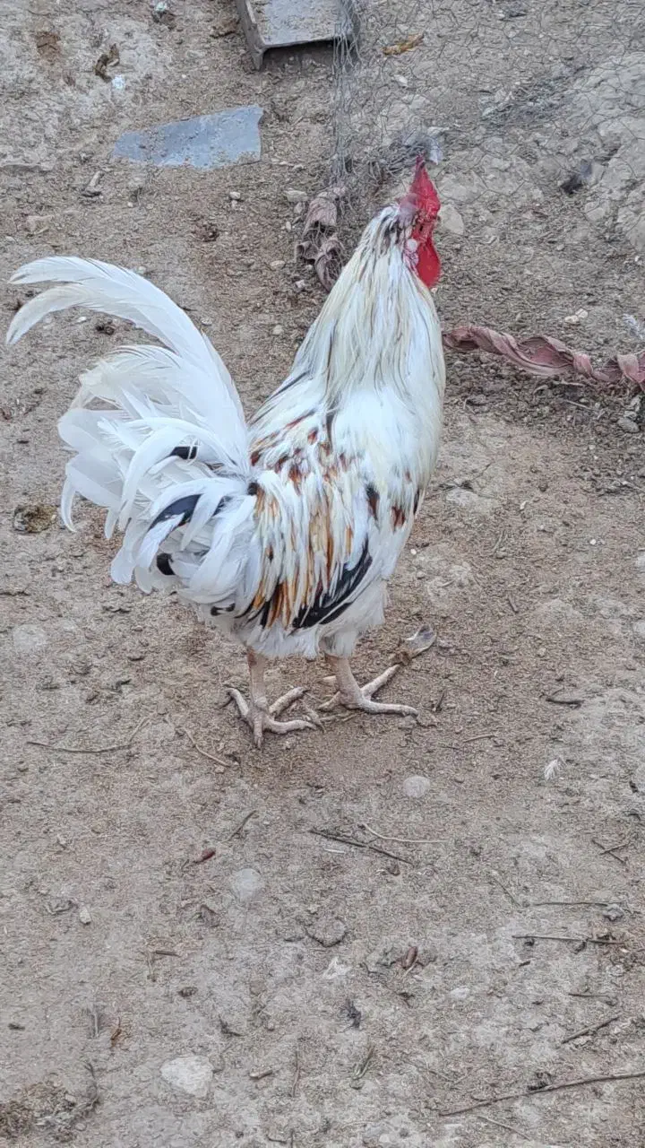 خروس محلی اصل|حیوانات مزرعه|وحدتیه, |دیوار