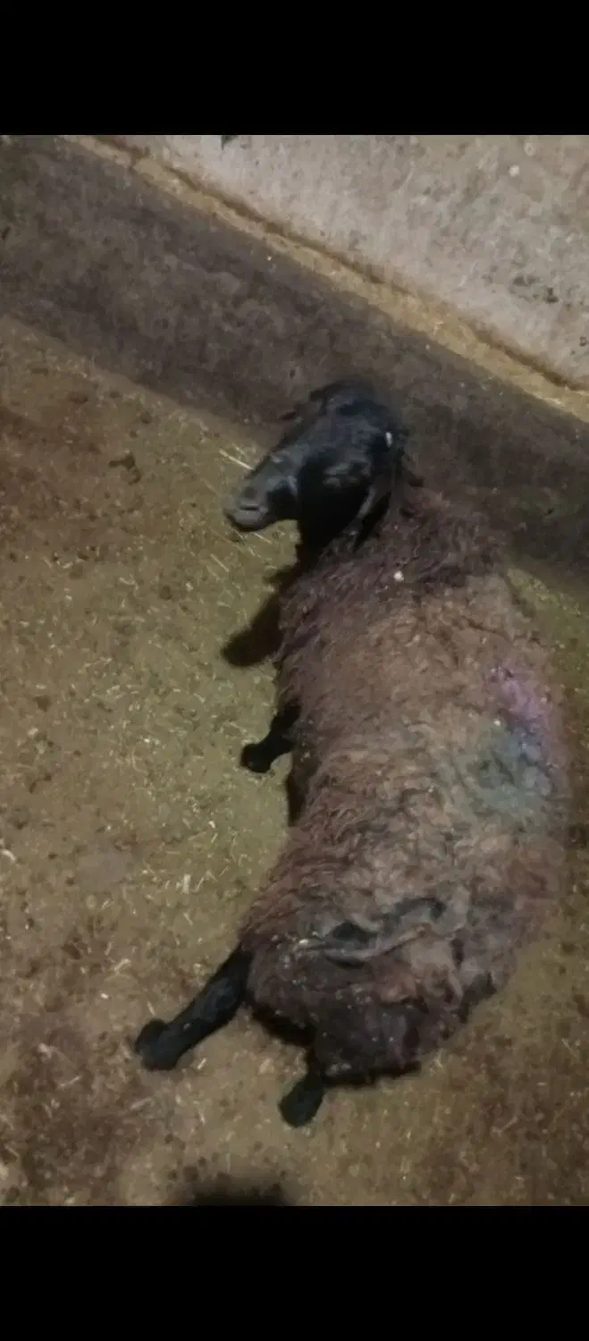 یک عدد بره نر چاق  مناسب برای قربانی و عروسی و|حیوانات مزرعه|خواجه, |دیوار