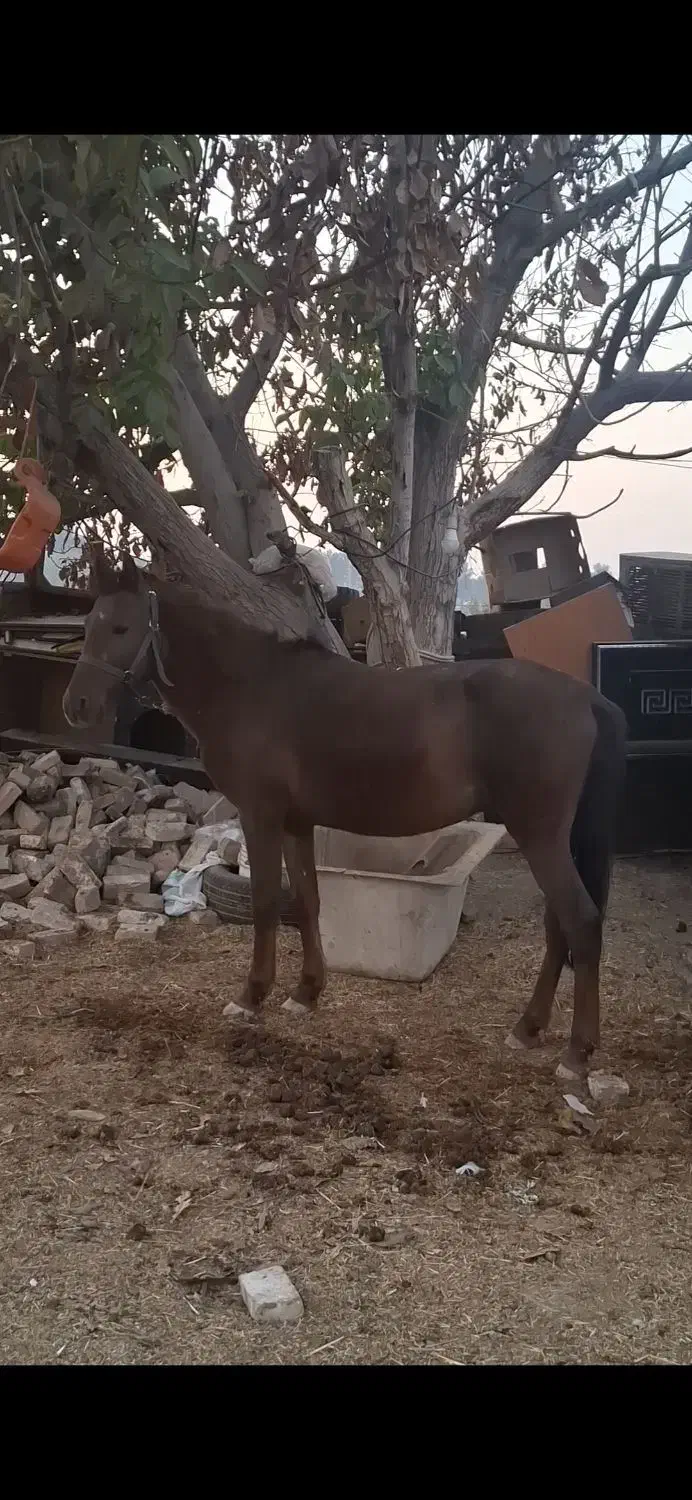 اسب نریان کرد|اسب و تجهیزات اسب‌سواری|کهریزک, |دیوار