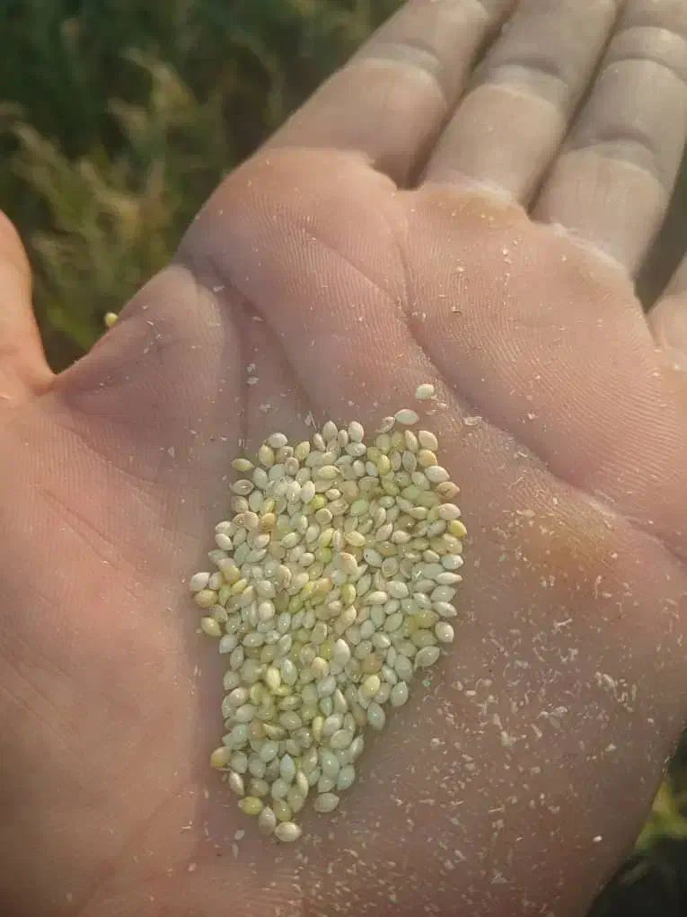 ارزن ش وخرید نقدی|خوردنی و آشامیدنی|رودشت (اصفهان), |دیوار