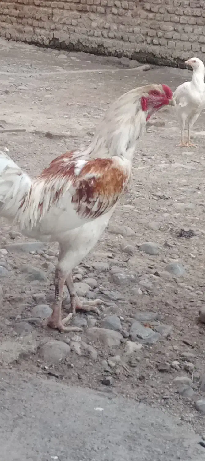 فروشی|حیوانات مزرعه|مزرعه کتول, |دیوار