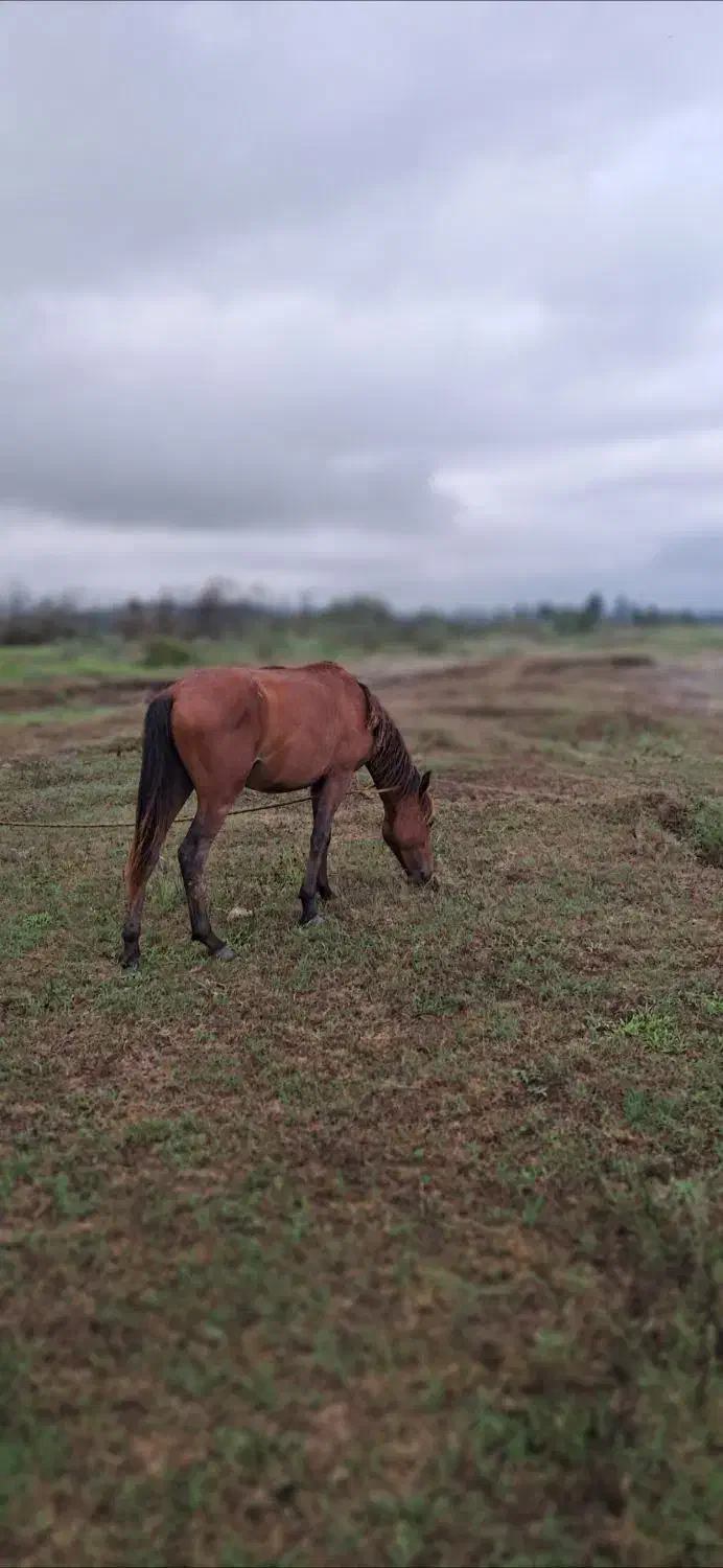 اسب نریون خوش تیپ|اسب و تجهیزات اسبسواری|سیاهکل, |دیوار