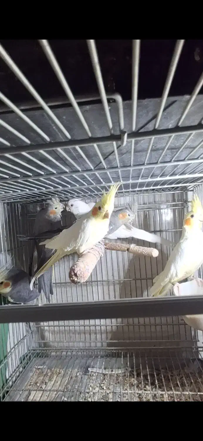 عروس هلندی|پرنده|قم, سراجه (۱۵ خرداد)|دیوار